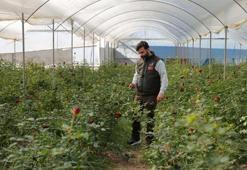 Sevgililer Günü'nde gül krizi! Adana'da zirai don gülleri vurdu: Fiyatlar yüzde 50 katlandı