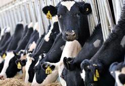 TKDK desteği Şanlıurfa hayvancılığına can suyu oldu