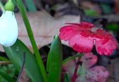 12 bin türün 1991'i Amasya'da! Bu doğal serveti tehdit altında