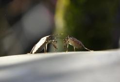 Karadeniz’de kahverengi kokarca seferberliği! 'Kışın imha edilmezse yazın sayısı 10 bini bulacak'