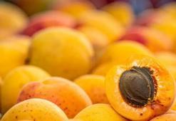 Malatya kayısısında devrim: Dünya çapında çalışma yaptı, bilimsel rehber oldu