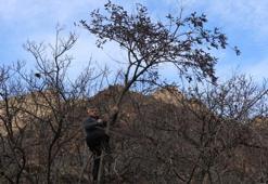 Erzurum'da kış ortasında şaşırtan manzara! Meyveler dalında tazeliğini koruyor: Kar altında hurma mesaisi