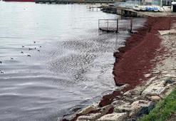 Marmara'da şaşırtan görüntü! Kırmızıya boyandı