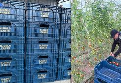 Fenerbahçeli üreticinin Kante sevgisi! Sarı-lacivert aşkı tarlaya taştı