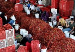 Gaziantep'te üretilip 60 ülkeye gönderiliyor! Kırmızı altın 8 bin kişiye gelir kapısı oldu