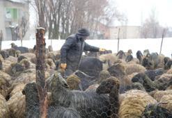Muş'ta devlet desteğiyle hayvan sayısında rekor artış: Gençler batıya değil, kendi köylerinde hayvancılığa döndü