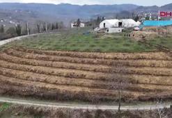 Fındıkta verimi 4 katına çıkaran yöntem Ordu'da denendi: Dekar başına 350 kilo fındık alınacak