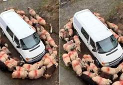 Trabzon’da koyunlardan minibüs kuşatması! Sürü ablukaya aldı, ortaya ilginç görüntüler çıktı