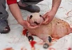 Adilcevaz'da pandaya benzeyen kuzu şaşkınlık yarattı: Binde bir görülen anomali olabilir