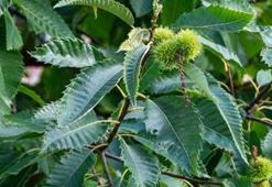 Bursa’da kabusa karşı yeni yöntem işe yaradı! Tüm ilçelerde rekor, yüzde 50 arttı