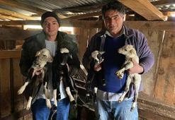 Sinop'ta çiftçi ağıla girdi gözlerine inanamadı! Türkeli'de tek seferde 4 kuzu dünyaya geldi