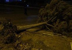 Malatya'da etkili olan fırtına ağaçları kökünden söktü