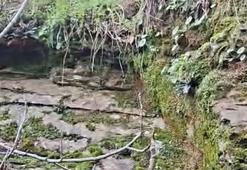 İzmir'de 35 yıl sonra şaşırtan görüntü! Yeniden canlandı