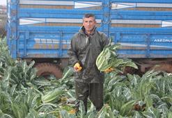 Bafra Ovası'ndan dev hasat başladı! 20 bin dönümden 80 bin ton rekolte bekleniyor