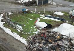 Kar kalınlığı artıyor, o gitmiyor: Güroymak'ın sembolü leylek 3 yıldır köyde kışlıyor!