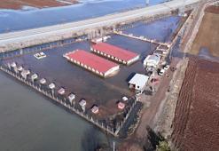 Kar yağmasaydı Sivas'ta görülmeyecekti: Köyde ilk kez ortaya çıktı