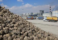 Konya Şeker'den üreticiye 12,7 milyar TL'lik dev destek! Yarın başlıyor