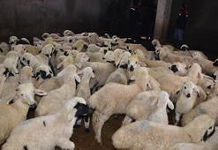 Muşlu besicilerin ahırlarında kuzu ve oğlak heyecanı! 600 bin yeni misafir için mesai başladı