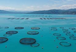 Ordu'da fındıktan sonra yeni kazanç kapısı oldu! Rusya, Japonya, İspanya sıraya girdi