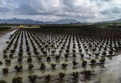 Adana’da tarım arazileri göle döndü! Hasatta 45 günlük büyük gecikme kapıda