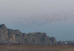 Van Kalesi'nde binlercesi ortaya çıktı: Ahenk içinde bir doğa olayı