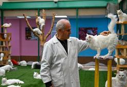 Safkan Ankara kedileri dünya standartlarında korunuyor: Pursaklar Ankara Kedisi Merkezi kapılarını açtı! Endemik bir mucize