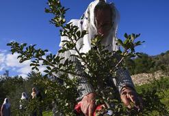 İzmir'de kadınlar 'altın damlatan ağaçlara' sahip çıkıyor! Tek tek budayıp bakım yaptılar