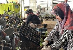 Adıyamanlı girişimci verimsiz araziye deneme amaçlı ekti! Kazancını 70 kat artırdı: Avrupa'ya ihracata başladı