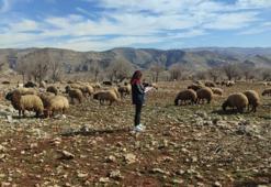 Şırnak'ta arazide dikkat çekti: Tespit edilince kayıt altına alındı!