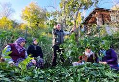 Samsun'da ormandan servet fışkırdı! 9 farklı bitki milyonlar dağıtıyor: Köylülerin yeni gelir kapısı oldu