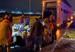 Kayseri Kocasinan’da taşkın riski: 200 hayvan tahliye edildi