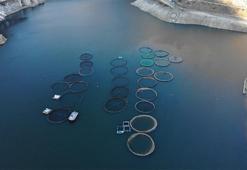 Denizi olmayan kentte balık üretimi 2 bin tona ulaştı! Rusya, Çin, Japonya ve Birleşik Arap Emirlikleri gibi birçok ülkeye satılıyor