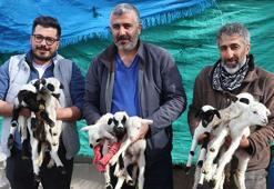 Denizli'de bereketli koyun tek seferde rekor doğum yaptı! Kuzuları gören köylüler şaşkın