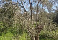 Zeytin üreticileri için kritik uyarı! Sakın geç kalmayın