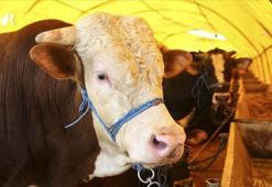 Şanlıurfa'da 400 aileye kurban desteği