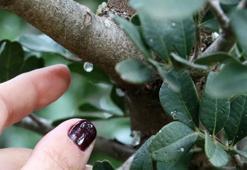 İzmir'de bu ağaçlardan altın damlıyor! Tam 25 bin fidan dikildi, 25 bini ise sırada