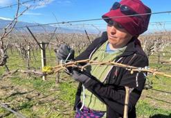 Manisa'da bağlar erken uyandı! Üretici şimdi kara kara Mart ayını düşünüyor