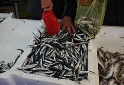 Zonguldak limanlarından 500 ton hamsi çıktı! Palamut yok, hamsi çok