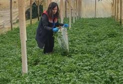 Samsun'un kışlık sebzeleri hasat öncesi denetimden geçiyor