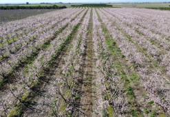 Kozan'da 'Yalancı bahar' alarmı: Şeftali ağaçları pembeye büründü!