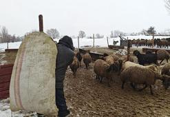 Hayvancılık Muş'ta altın çağını yaşıyor: Gençler batıdan köyüne dönüyor! Büyükbaşta Türkiye 15'incisi oldu!