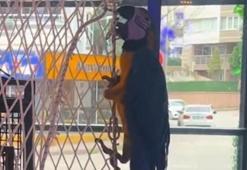 Samsun'da işyerine giren ekipler inanamadı!