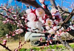 Manisa Salihli’de sert çekirdekli meyveler için ‘Monilya’ uyarısı