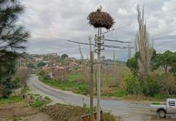Aydın'da yılın ilk leylekleri gelmeye başladı, ilk gören 1 çuval unu kaptı