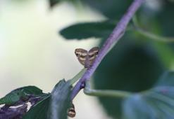 Doğu Karadeniz'de üreticinin en büyük sorunu! Çözüm bulunamazsa ürünler pahalanabilir