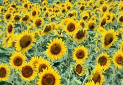 Edirne'de kurak günler geride kaldı! Üretici artık ürünü kuru toprağa ekmiyor