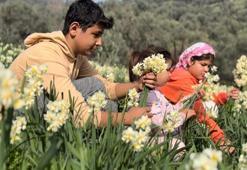 Beyaz altın hasadı başladı! Bir ilçenin geçim kaynağı oldu: Faydaları saymakla bitmiyor