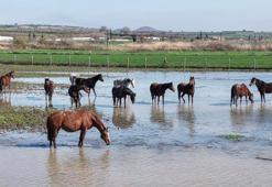 Bursa Karacabey'de tarım arazileri göl oldu, milyonluk yarış atları sular içinde kaldı!