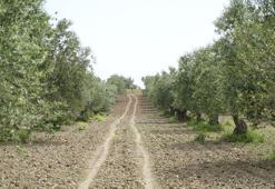 Manisa için tehlike çanları çalıyor: halkalı leke alarmı! Kritik tarih 26 Şubat