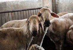 Adana'da hayvancılıkta tarihi destek: 14,5 milyar liralık bütçe gençlere ve kadınlara ayrıldı! 2 yıl ödemesiz, faizsiz kredi ve bakım desteği